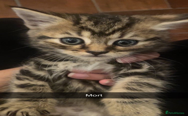 Mixed Breed cats - Advert 1