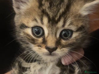 Mixed Breed cats for sale - Advert 1