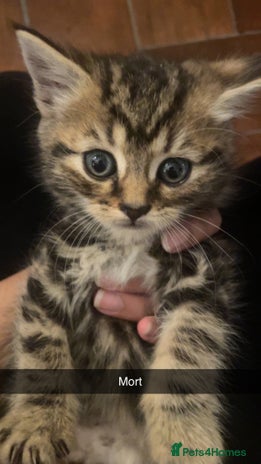 Mixed Breed cats - Advert 1