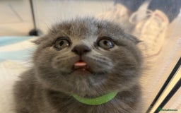 Scottish Fold cats for sale: Beautiful British Shorthair Scottish Fold Kittens - Advert 23
