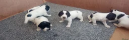 English Springer Spaniel dogs for sale: English springer spaniel pups  - Advert 29
