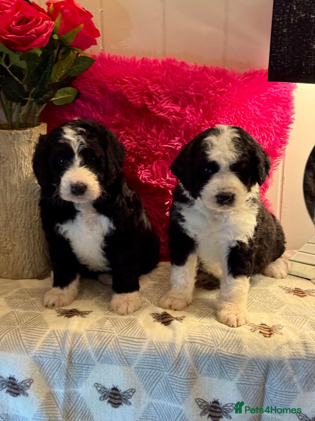 Bernedoodle dogs for sale: 7 mini medium bernedoodle puppies for sale - Advert 1