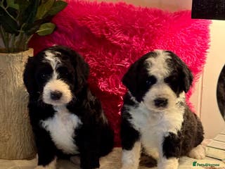 Bernedoodle dogs 4 left mini medium bernedoodle puppies for sale - Advert 3