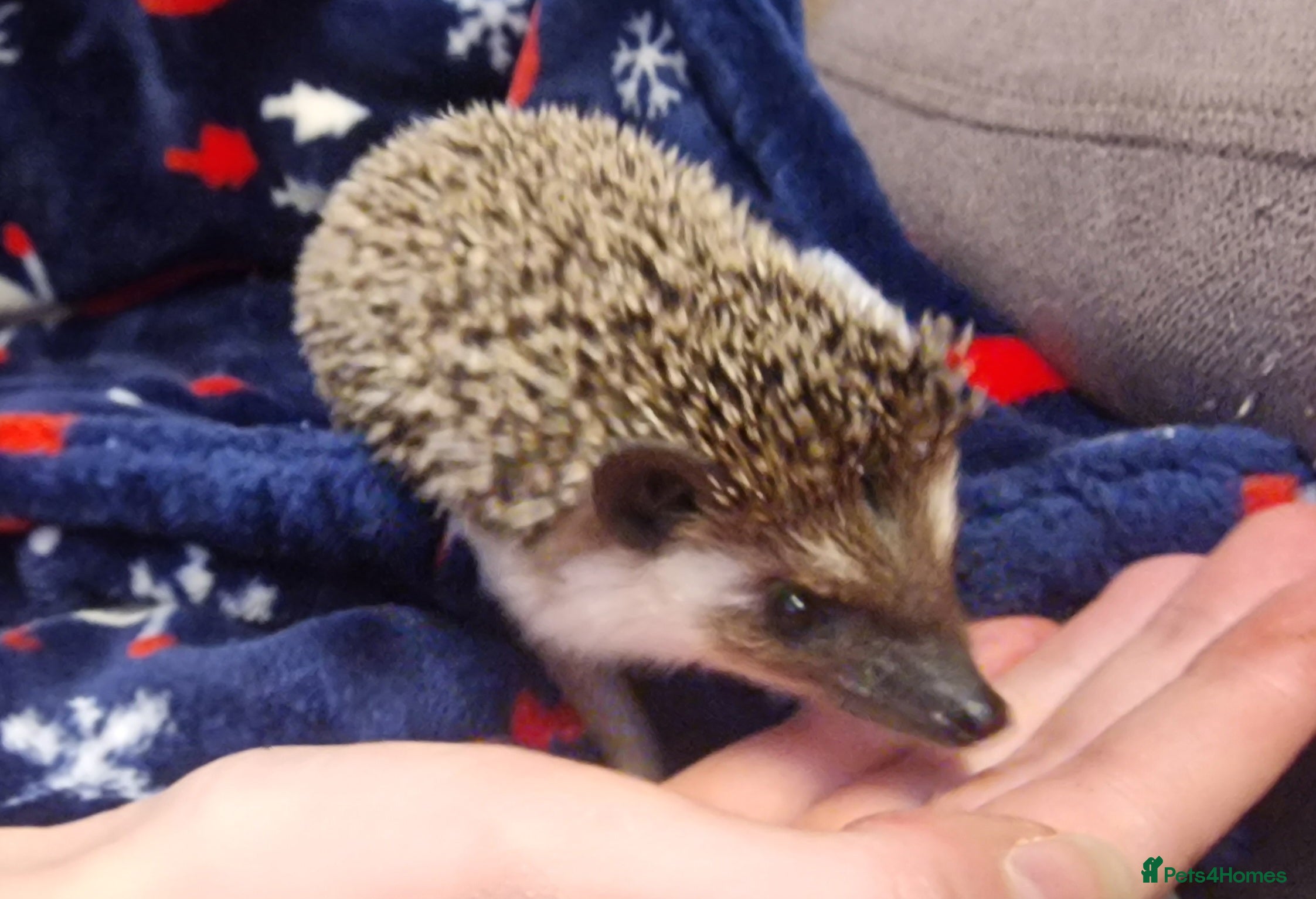 Pygmy Hedgehog rodents (F) A Pygmy Hedgehog + enclosure & accessories  - Advert 2