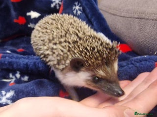 Pygmy Hedgehog rodents (F) A Pygmy Hedgehog + enclosure & accessories - Advert 2