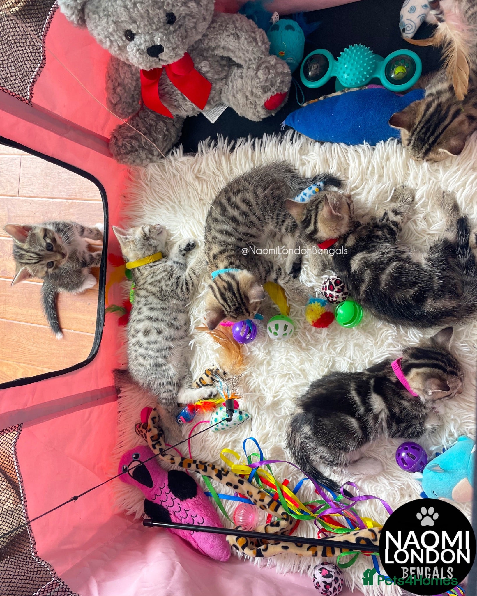 Bengal cats 🌈 BENGAL KITTENS 🌈 ⭐️⭐️⭐️⭐️⭐️ - Advert 2