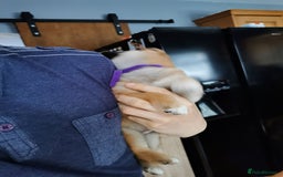 Japanese Shiba Inu dogs for sale: 5 KC Shiba puppies looking for their furever home  - Image 25