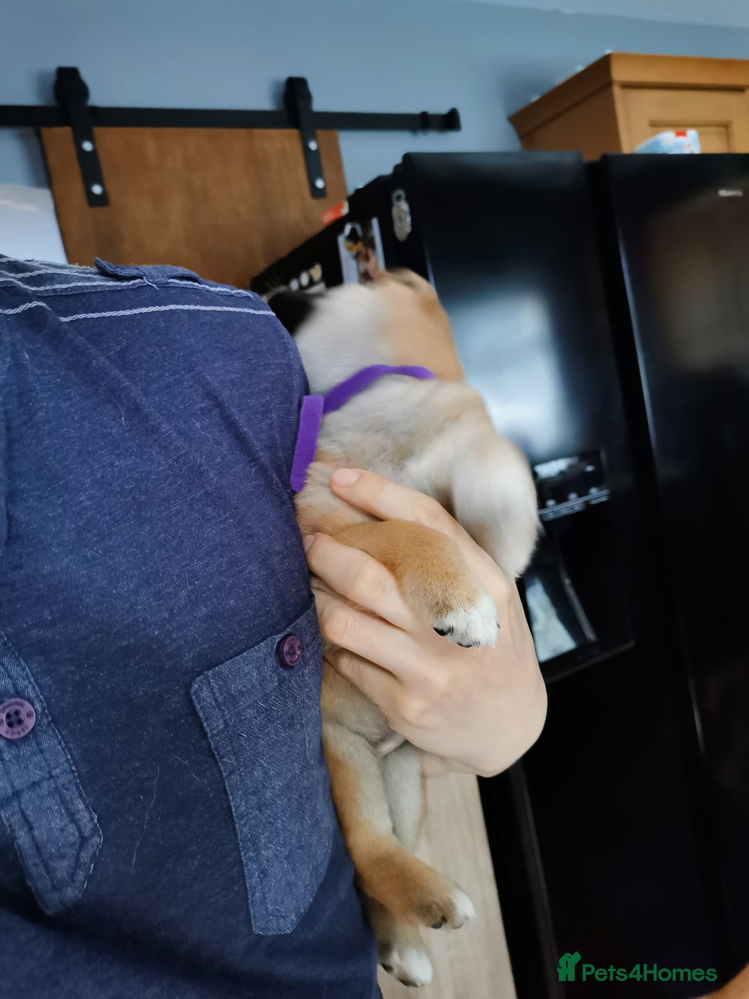 Japanese Shiba Inu dogs for sale: 5 KC Shiba puppies looking for their furever home  - Image 25
