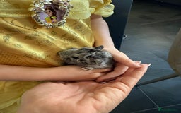 Guinea Pig rodents for sale: Baby guinea pigs - Image 6