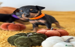 Miniature Pinscher dogs for sale: Miniature Pincher Puppies  - Image 12