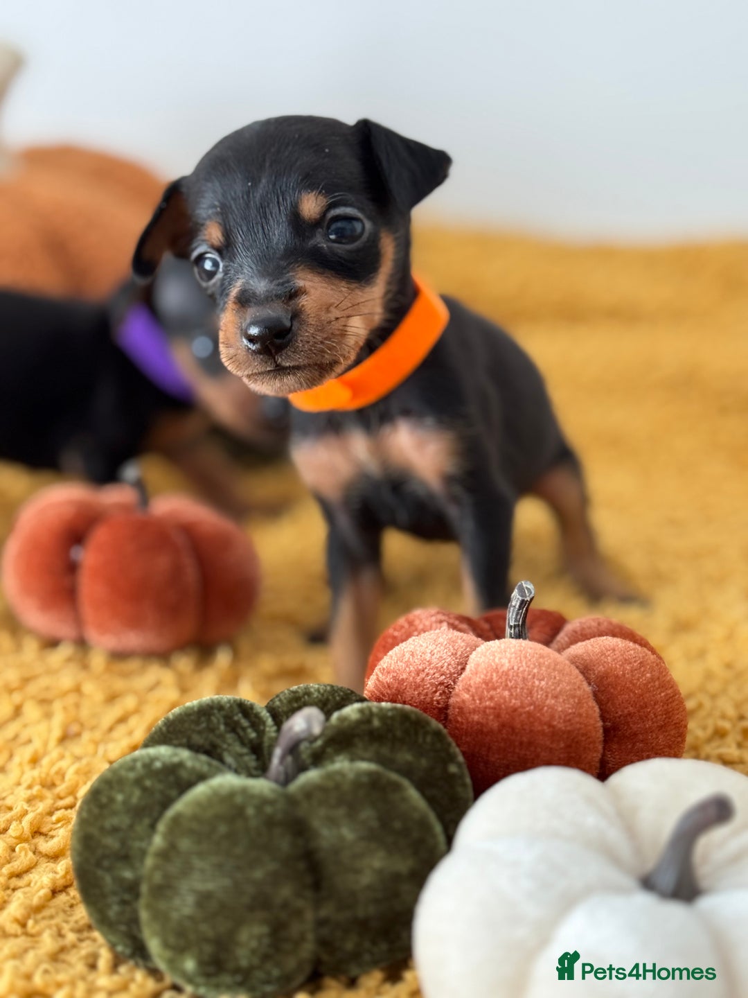 Miniature Pinscher dogs for sale: Miniature Pincher Puppies  - Image 12