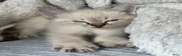 Oriental cats for sale: Stunning Oriental Ragdolls  - Advert 19