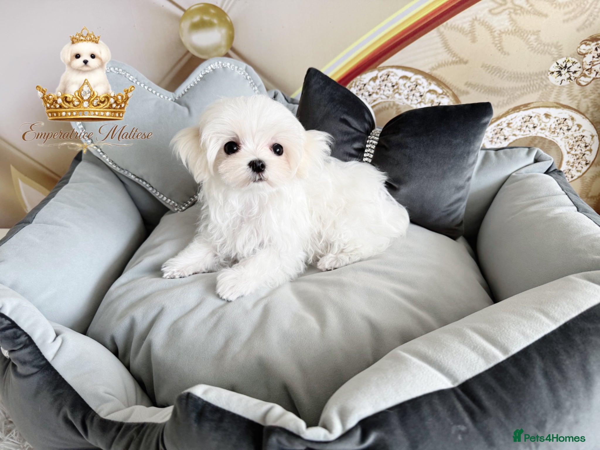 Maltese dogs Exclusive Tiny Kc Reg. Maltese By Emperatrice  - Advert 2