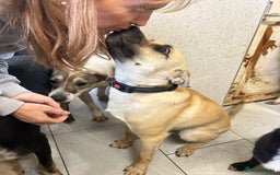 Mixed Breed dogs for adoption: Rocco - Norwich Norfolk  - Image 8