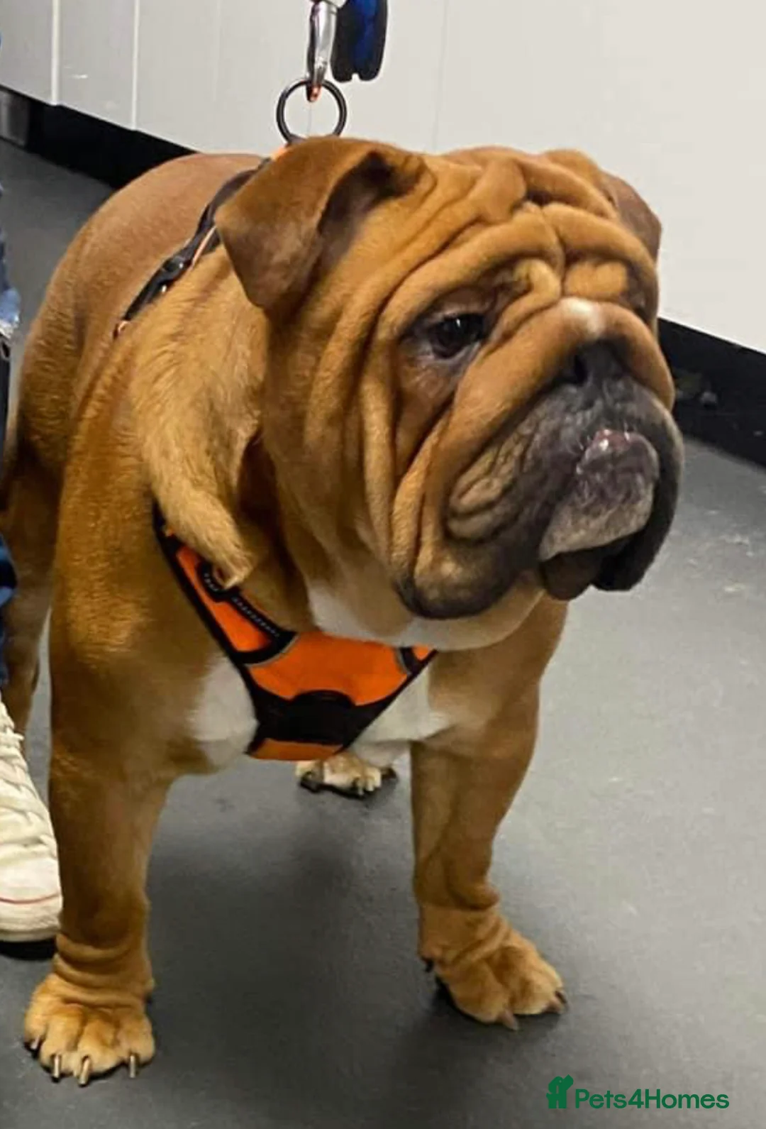 English Bulldog dogs for stud: Deep Red Standard Bulldog Stud in Sunderland - Advert 1