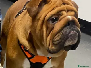 English Bulldog dogs Deep Red Standard Bulldog Stud - Advert 9