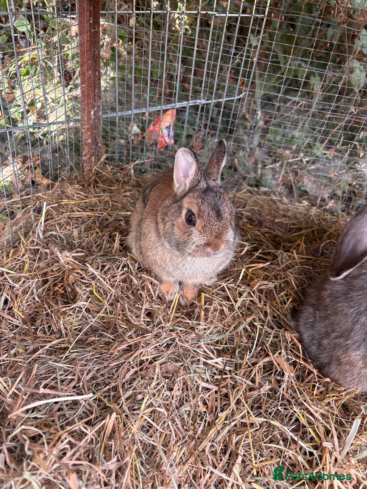 Lionhead rabbits Dwarf Mini Lop Rabbits Does / Bucks  - Advert 2