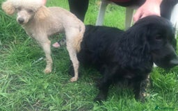 Cockapoo dogs for sale: 11 week old male Cockapoo  - Advert 9