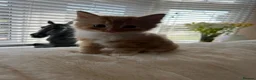 Mixed Breed cats for sale: 5 beautiful kittens  - Advert 17