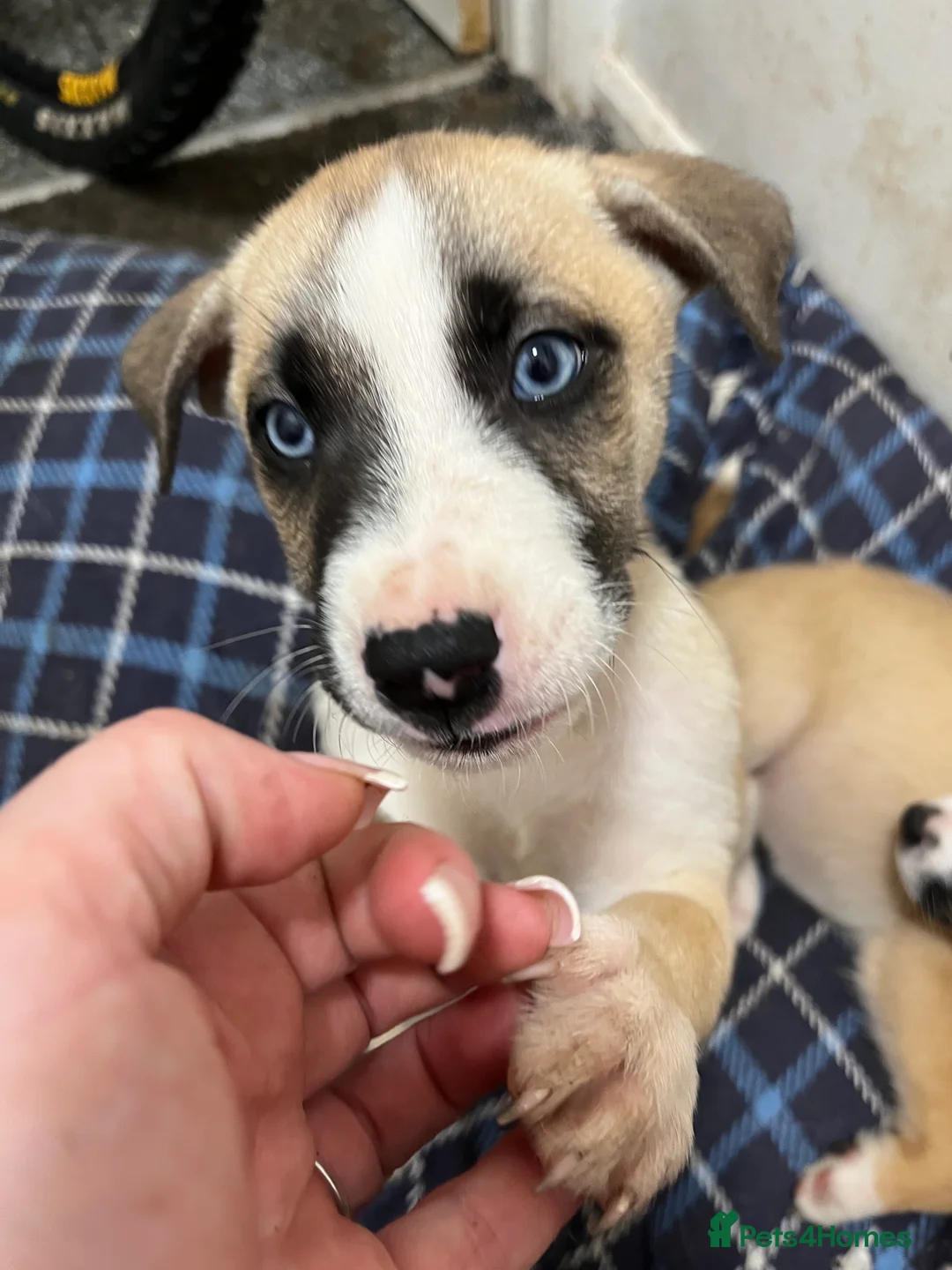 Mixed Breed dogs for sale: HUSKY CROSS STAFFY - Advert 2