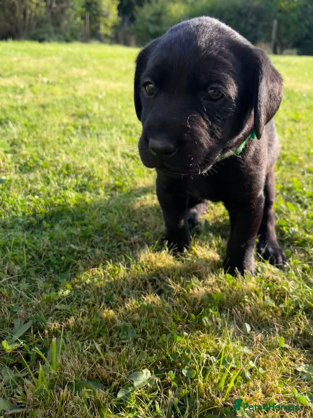 Labrador Retriever dogs for sale: KC Registered Black Labrador Puppies - Image 22