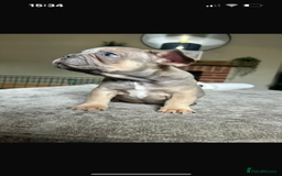 French Bulldog dogs for sale: French bulldog puppies  - Image 2