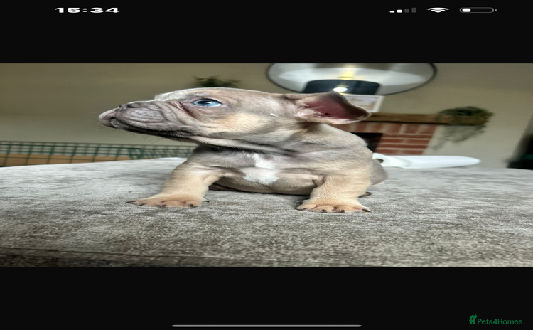 French Bulldog dogs - Advert 4
