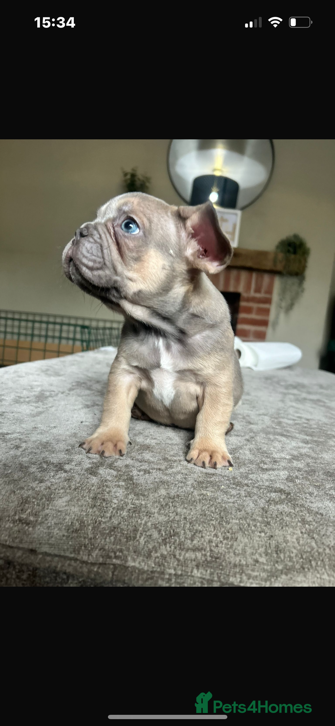 French Bulldog dogs for sale: French bulldog puppies  - Image 2