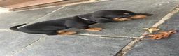 Dachshund dogs for sale: Dauchund puppy’s, 1 girl 2 boys left - Advert 4