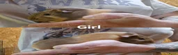 Guinea Pig rodents for sale: Male & Female baby guinea pigs - Born 4/6/26 in Carnforth - Advert 3