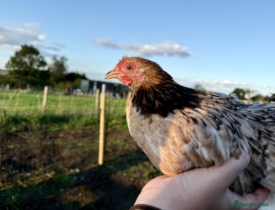 Gallery Image {{count}}