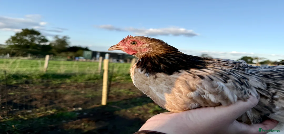 Gallery Image {{count}}