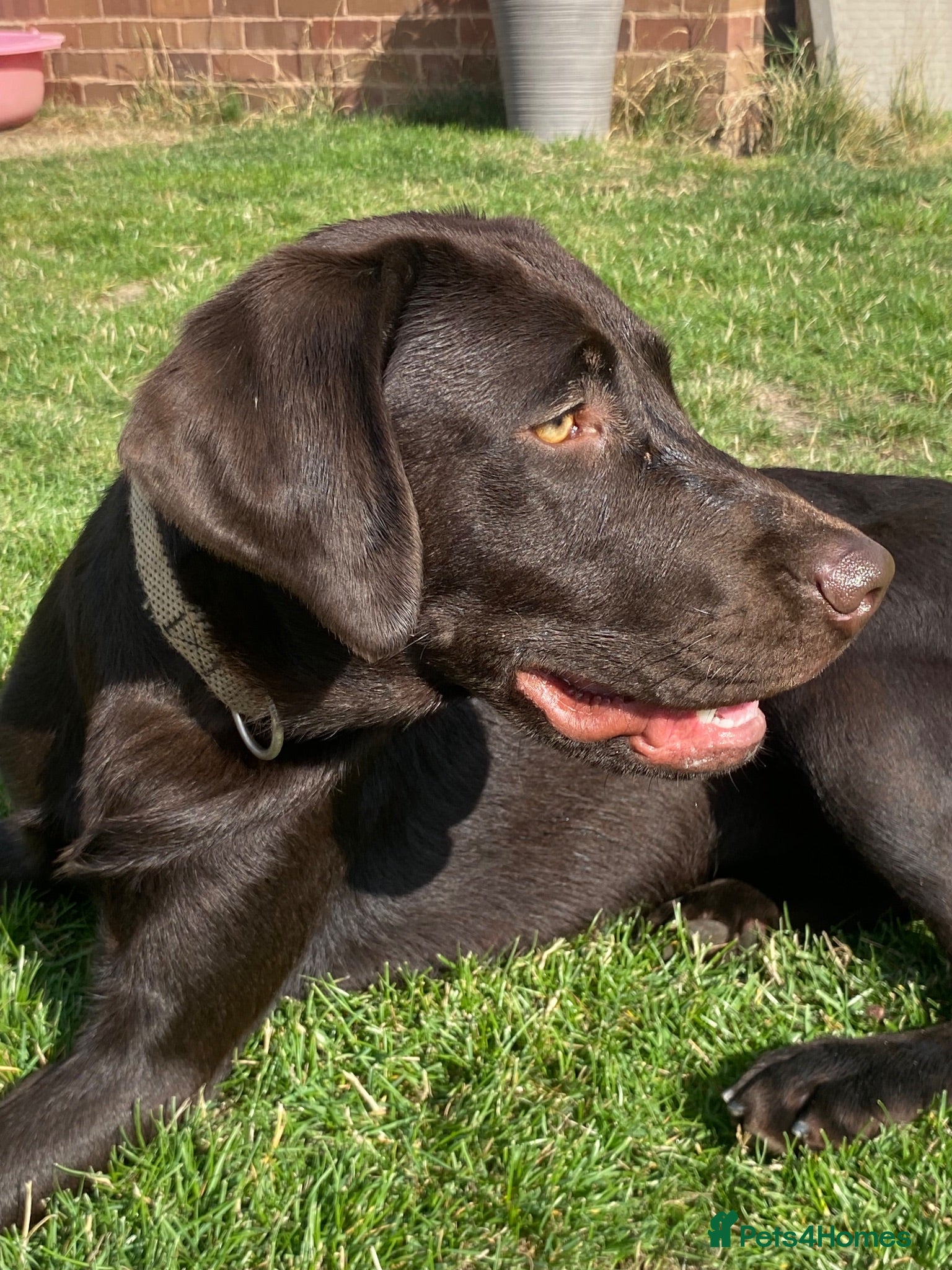 Labrador Retriever dogs Stunning chocolate working lab  - Advert 2