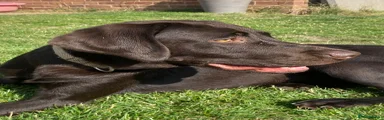 Labrador Retriever 1