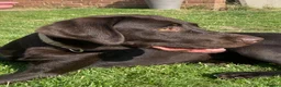 Labrador Retriever dogs for sale: Stunning chocolate working lab  - Advert 2