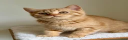 British Shorthair cats for sale: Last boy cute and playful TICA registered  - Advert 27
