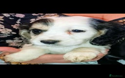 Cocker Spaniel dogs for sale: Adorable cocker spaniel puppy’s  - Image 12