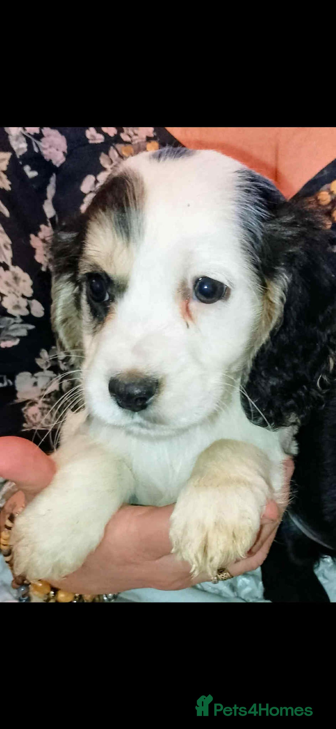 Cocker Spaniel dogs for sale: Adorable cocker spaniel puppy’s  - Image 12