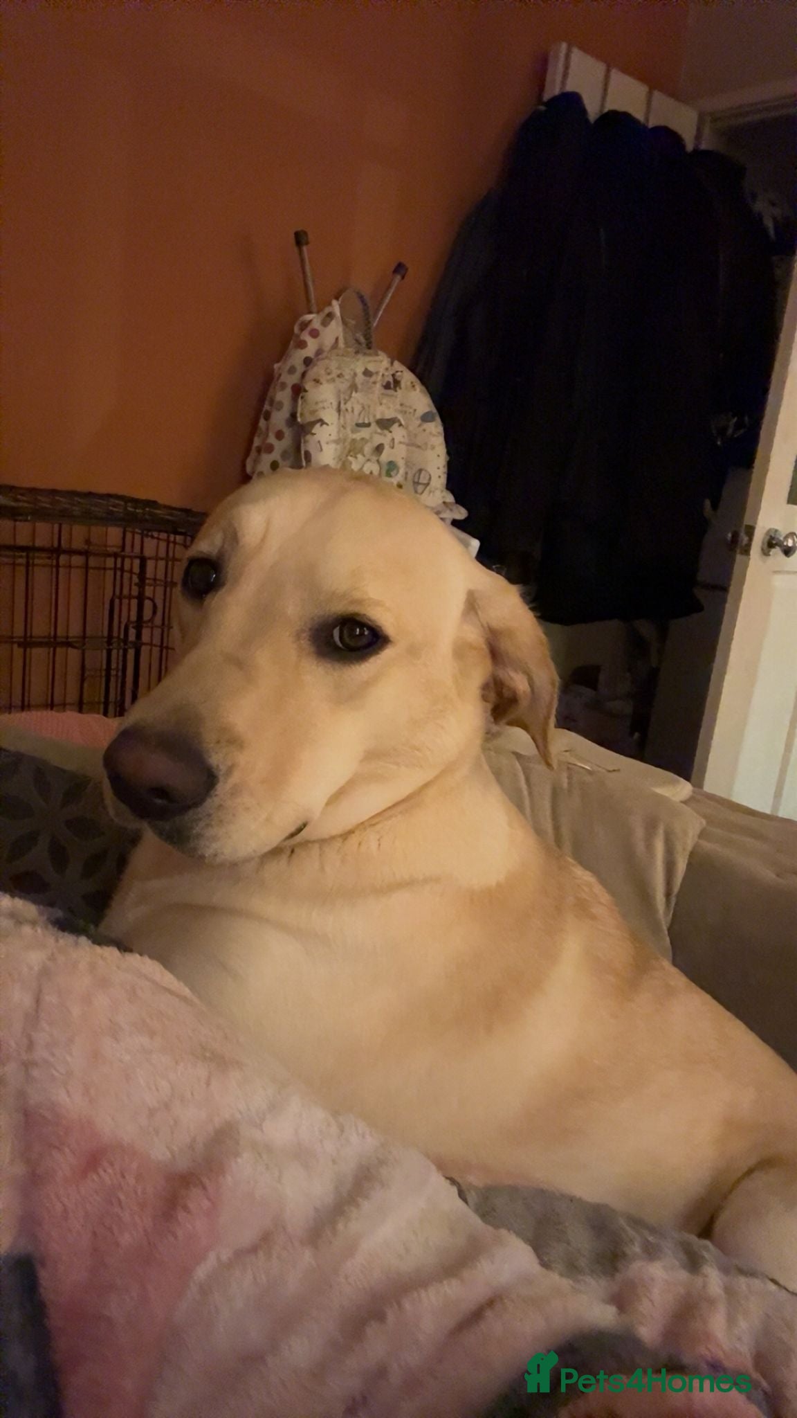 Labrador Retriever dogs 13 month old female Labrador for rehoming  - Advert 1