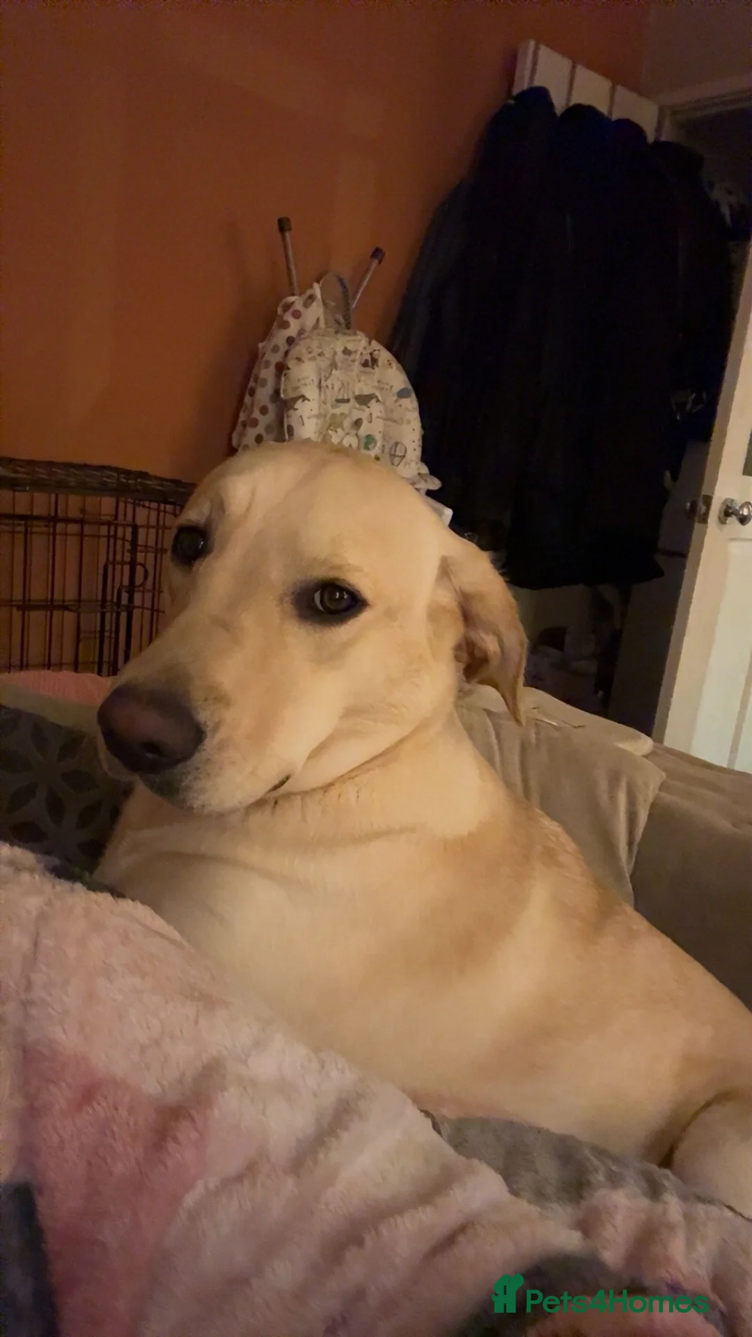 Labrador Retriever dogs for sale: 13 month old female Labrador for rehoming  - Advert 1