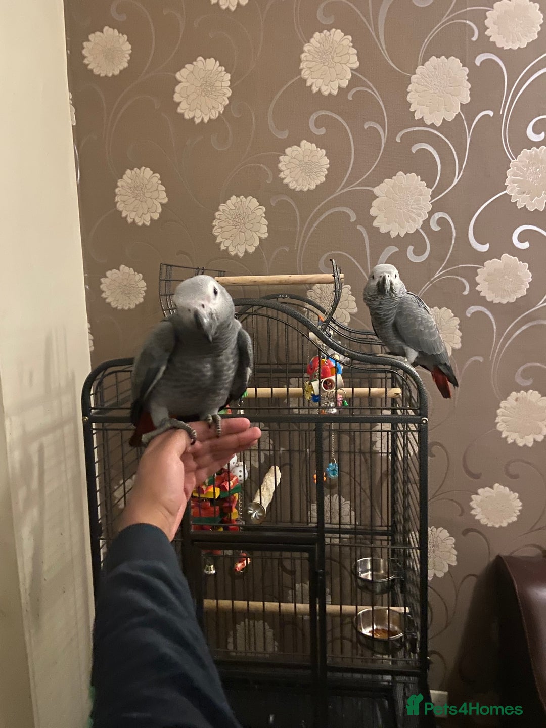 Parrots birds for sale: Hand Reared Tame Baby Male and Female African Grey - Advert 8