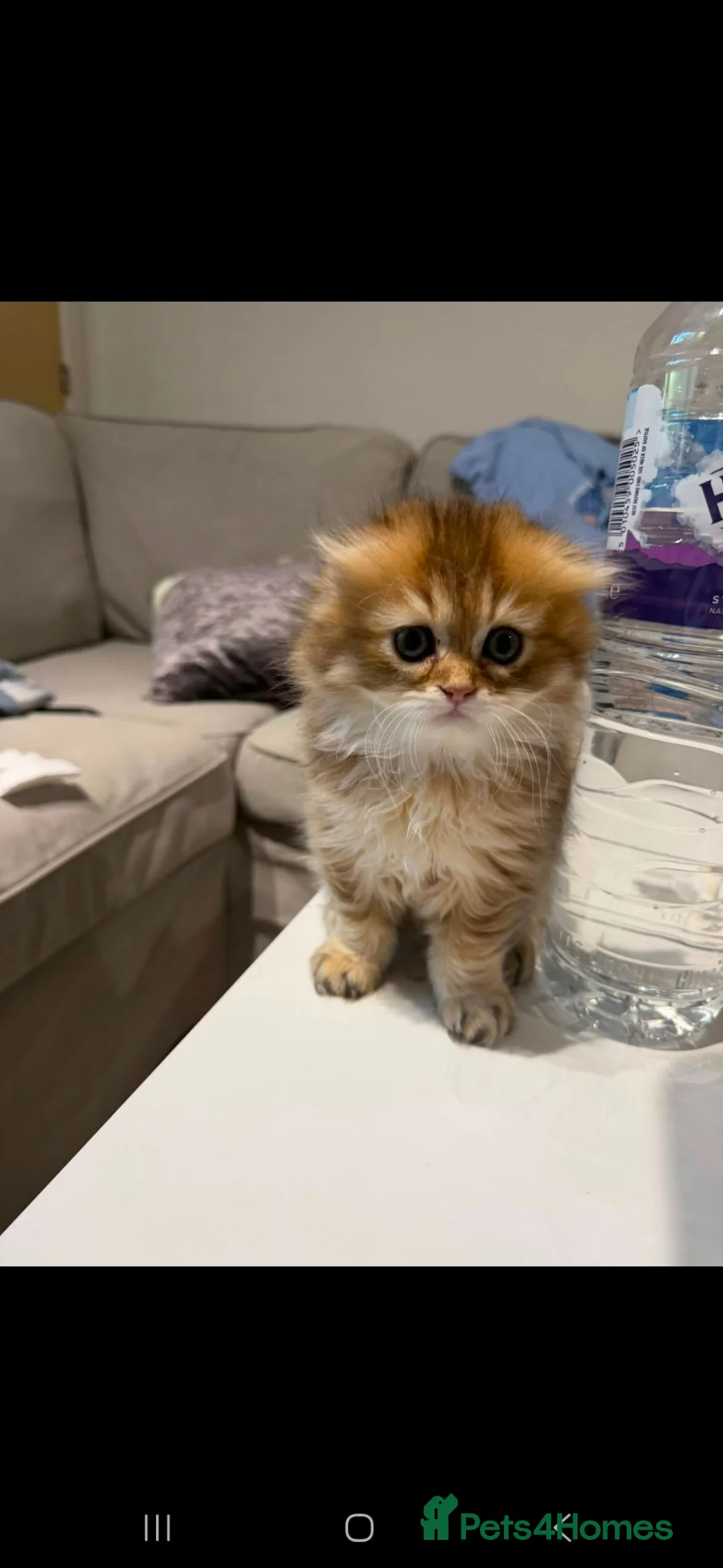 Scottish Fold cats for sale: Stunning scottish fold male kitten - Advert 2