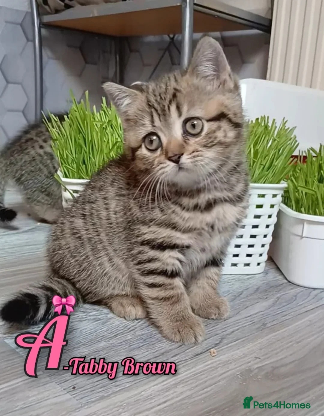 Mixed Breed cats for sale: British kittens 🎀 - Advert 2