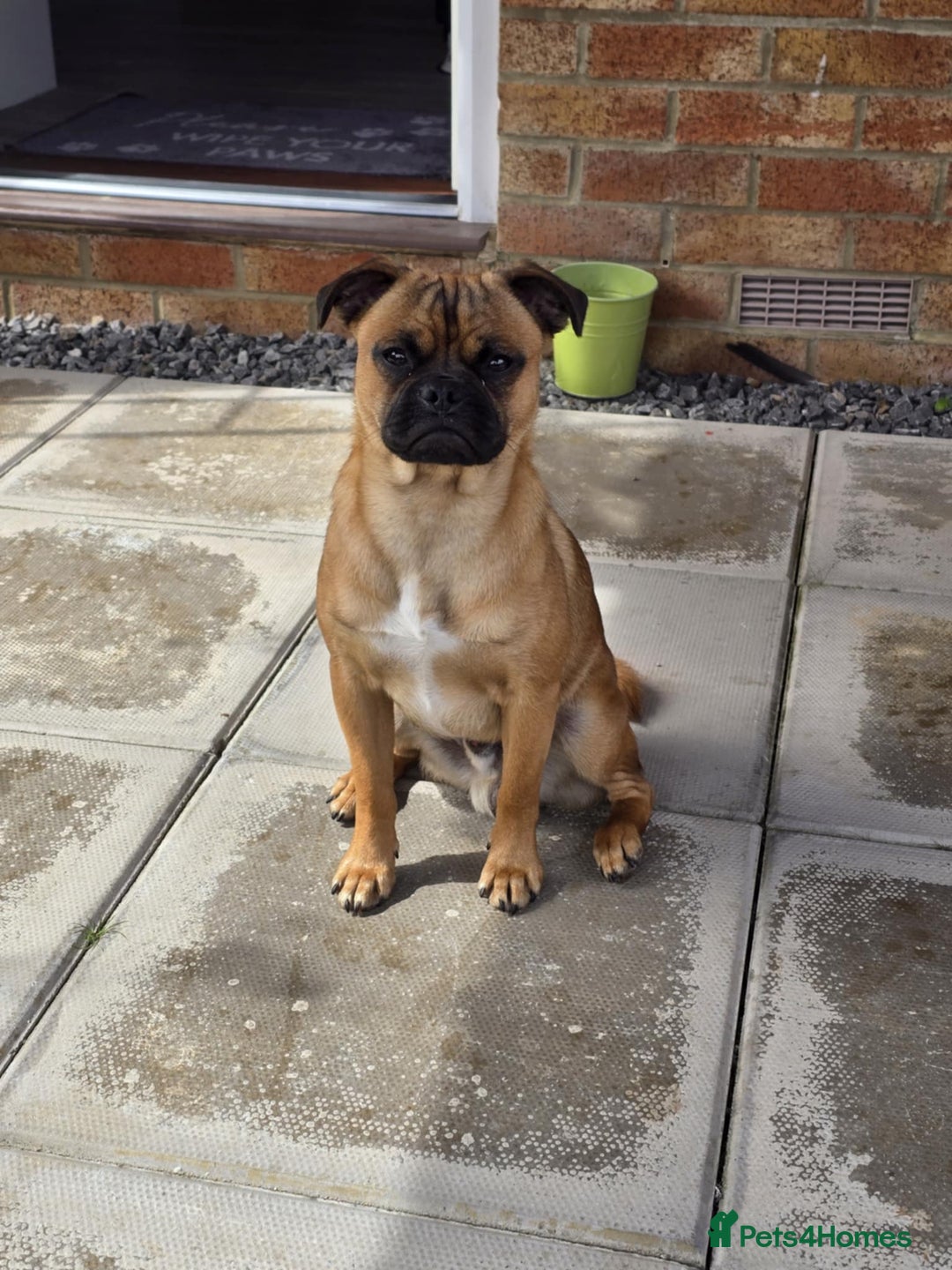 Jug dogs for sale: Pug*Jack Russell  - Image 3