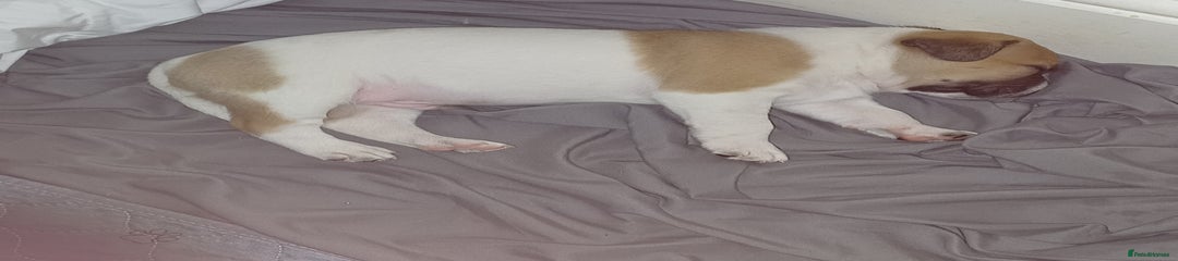 Mixed Breed Puppy 1