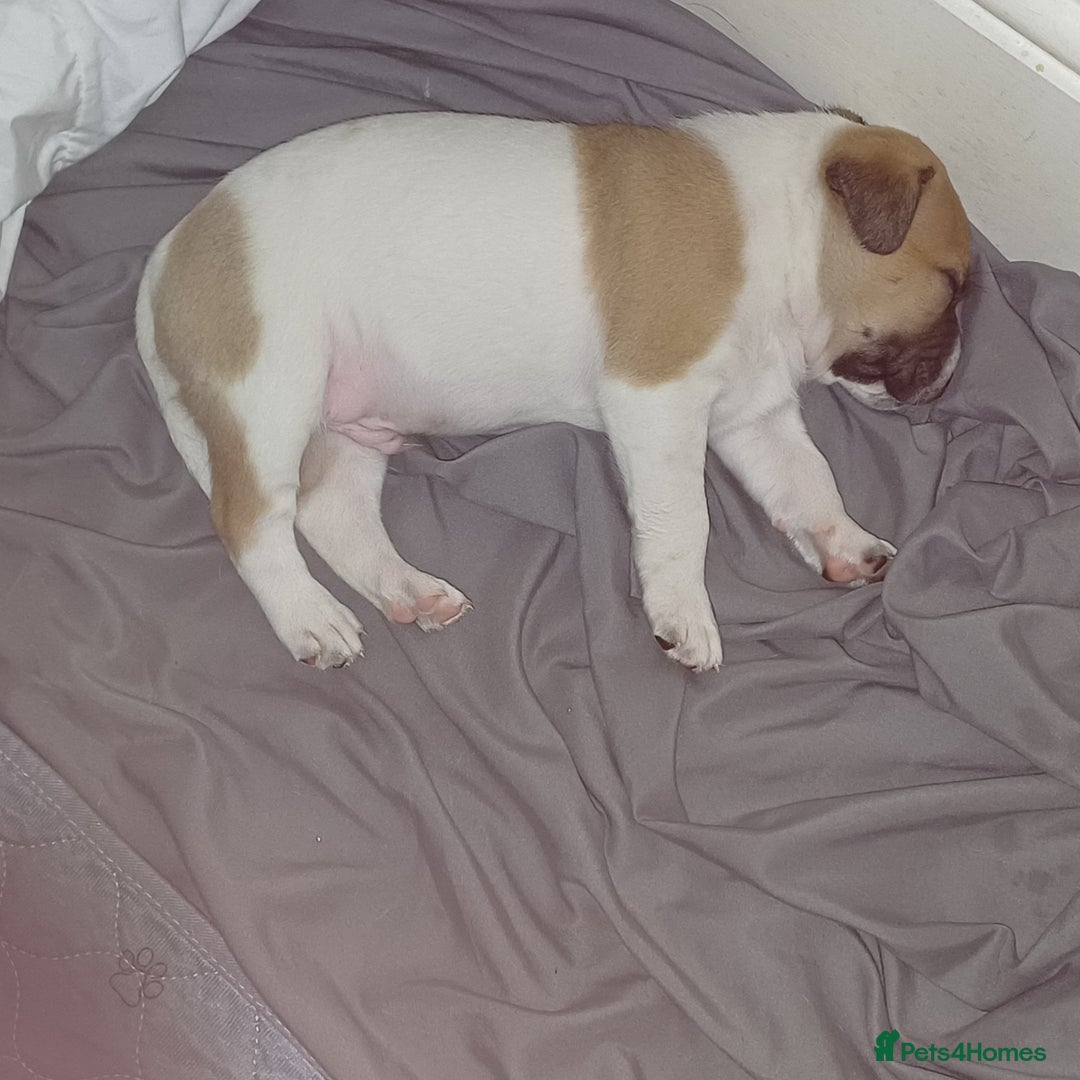 Mixed Breed dogs for sale: Mastiff x staffy puppies looking for new homes - Image 6