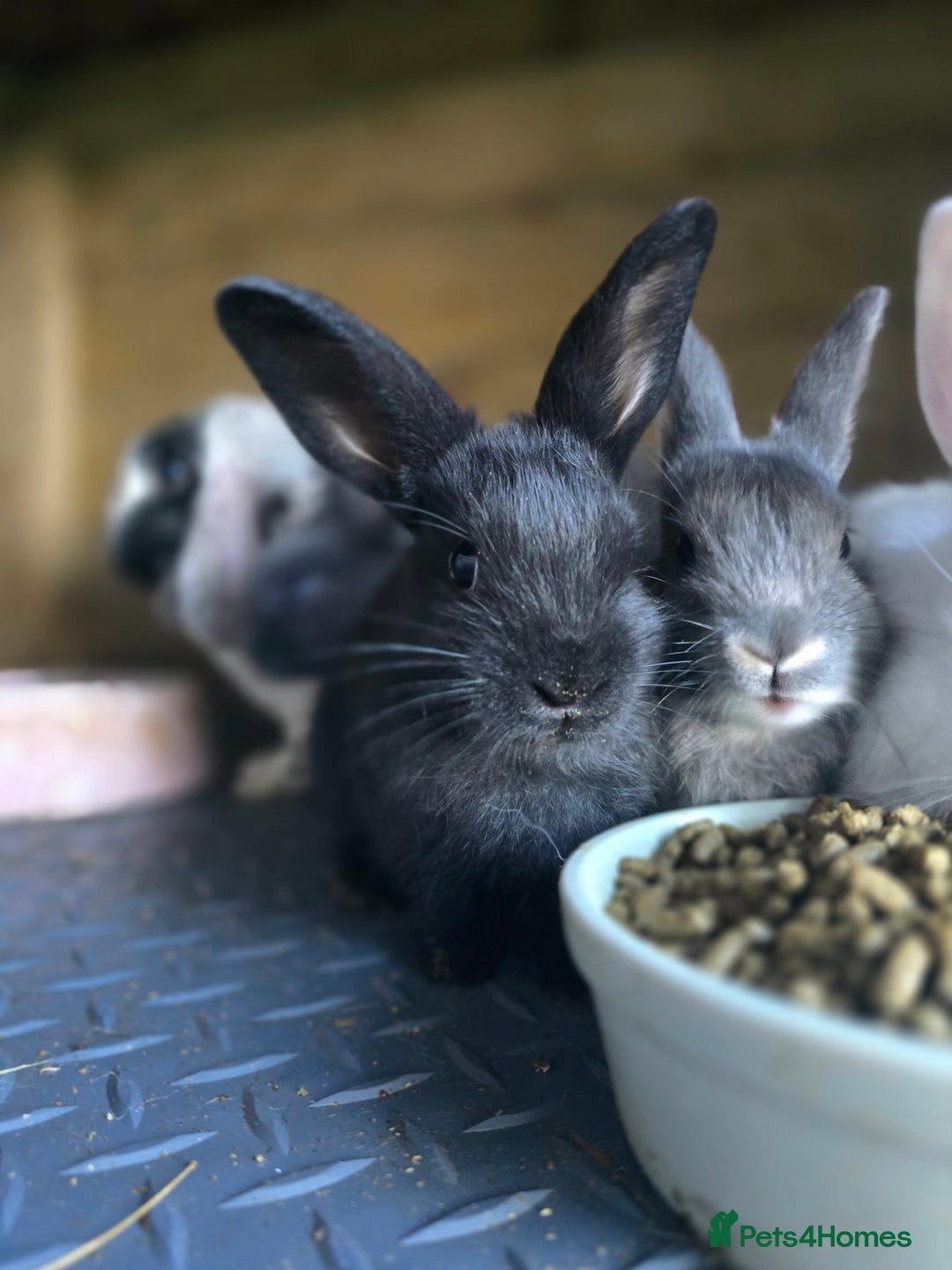 Mini Lop rabbits for sale: Mini Rex x Mini Lop - Image 2