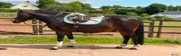 New Forest horses for sale: Impy The Legend !! Be quick or miss him  - Advert 3