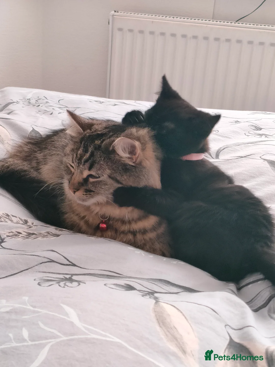 Mixed Breed cats for sale: Lovely litter of fluffy, playful kittens - Advert 2