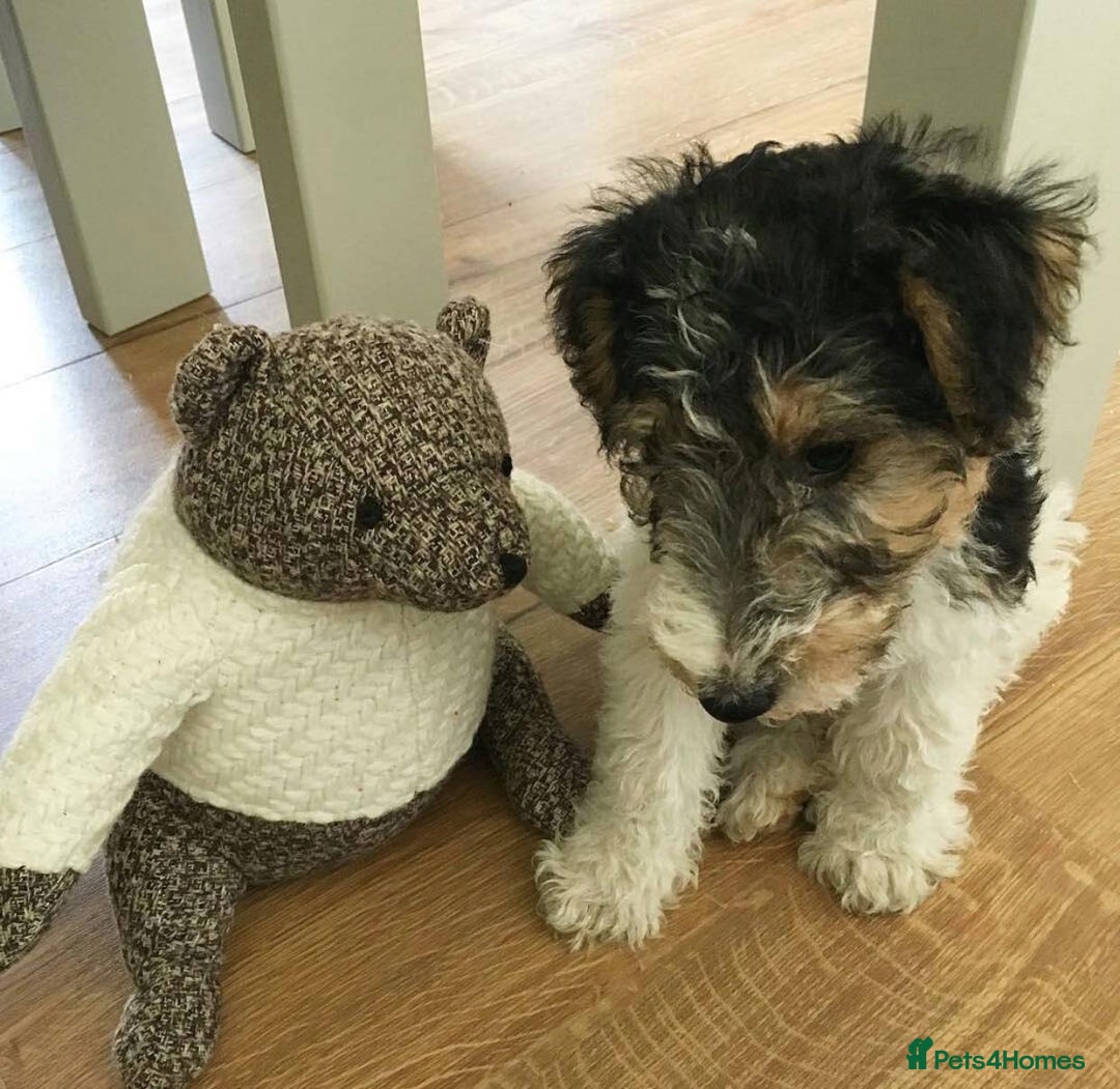 Fox Terrier dogs for sale: Wire Fox Terrier puppies for sale. - Advert 2